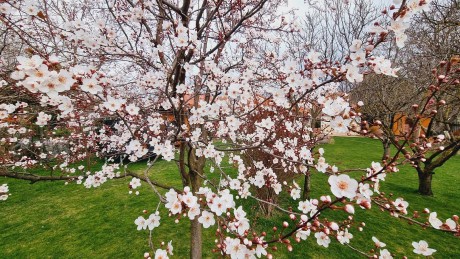Márciusi feladatok a kertben - így lehet eredményesen védekezni a monília és a tafrina ellen